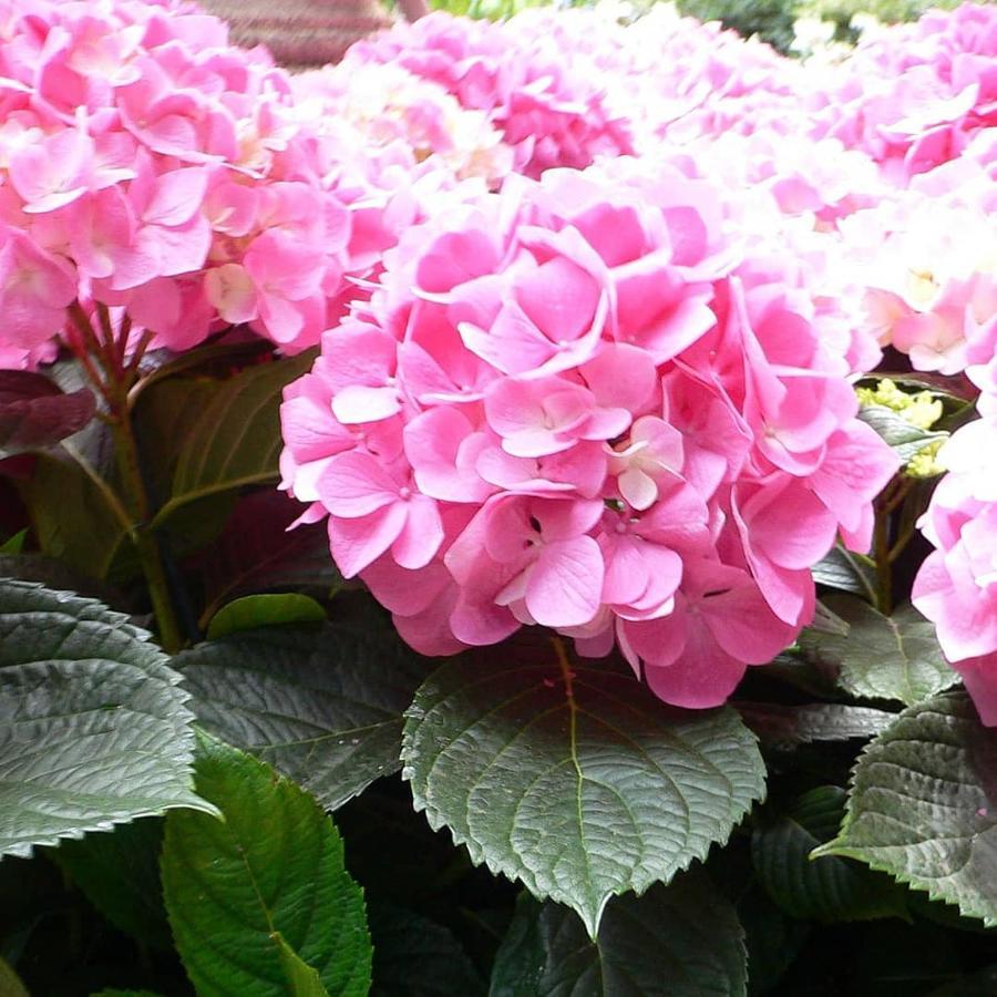Cote De Granit Rose Villa Pleumeur-Bodou Luaran gambar